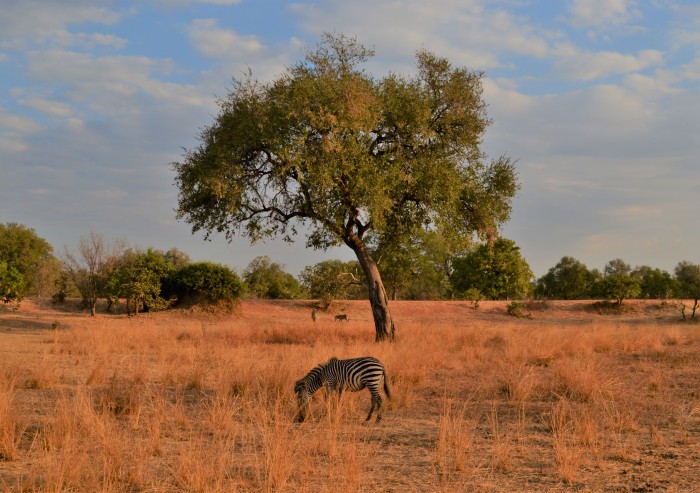 Safari en South Luangwa